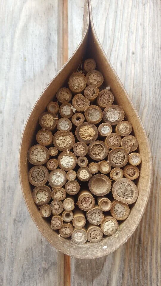 Dew Drop Bee Hotel