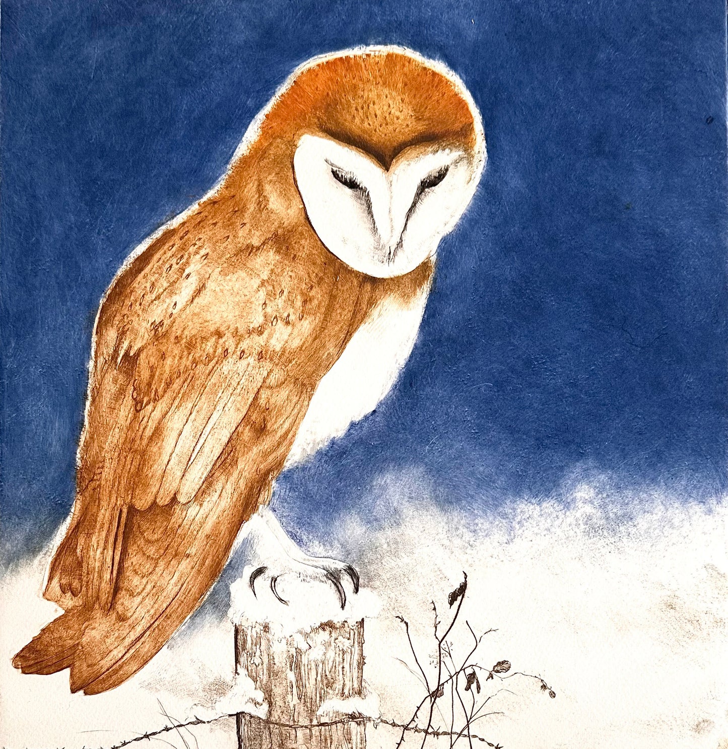 'Barn Owl' Print