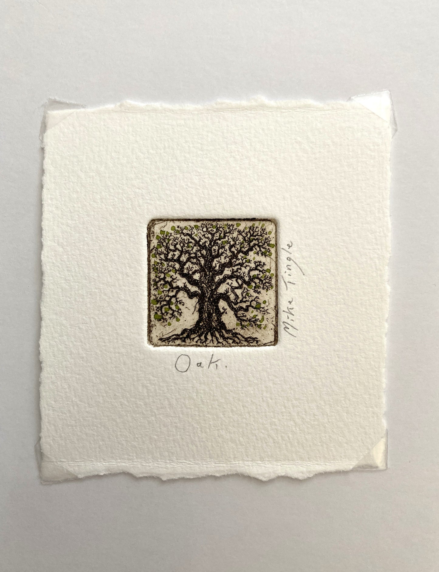 Oak