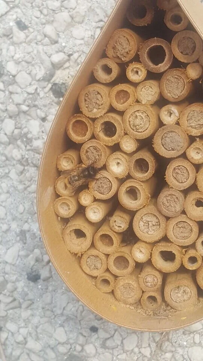 Dew Drop Bee Hotel