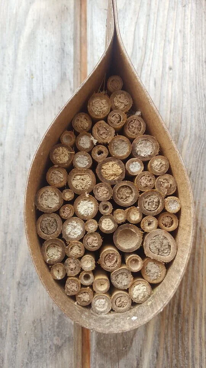 Dew Drop Bee Hotel