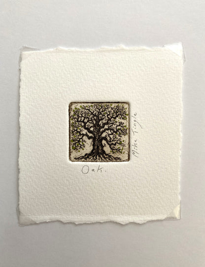 Oak