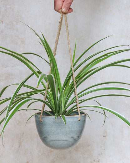 Hanging planter