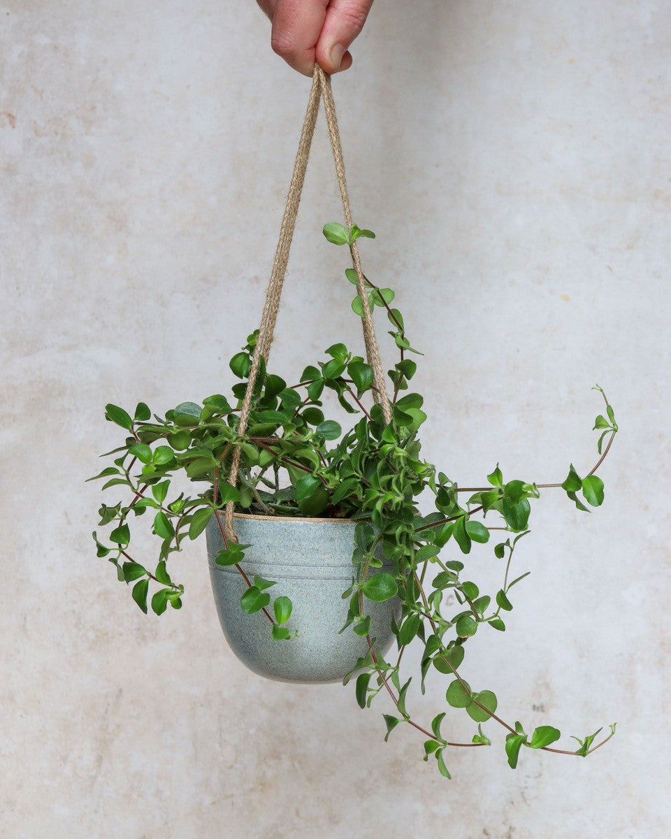 Hanging planter