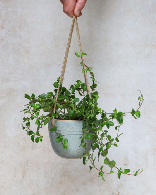 Hanging planter