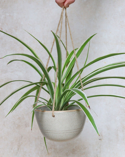 Hanging planter
