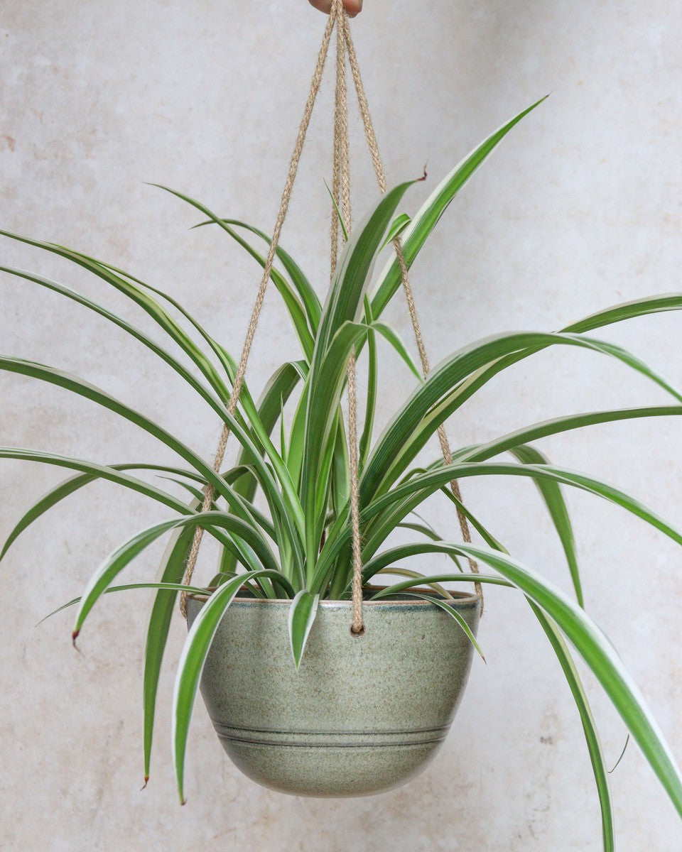 Hanging planter
