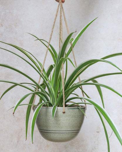 Hanging planter